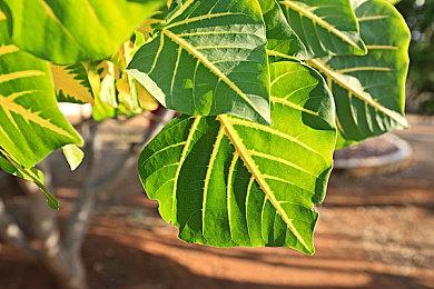 《暗黑4》是XGP发行成绩最好游戏 Xbox独占游戏不会消失